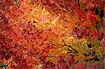 Maple tree's fall foliage, Canada, North America
