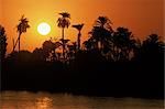 Soleil couchant derrière les palmiers sur la rive occidentale du Nil, Luxor, Thèbes, Maghreb, Afrique