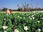 Field of opium poppies, grown under licence, near Chittorgarh, Rajasthan, India, Asia