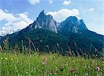 May flowers and Mount Sciliar (Sclern), Dolomites, Trentino-Alto Adige (South Tirol), Italy, Europe