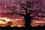 Baobab tree silhouetted by spectacular sunrise, Kenya, East Africa, Africa