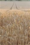 Wheat field in the Dordogne, Aquitaine, France, Europe