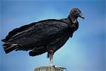 Portrait of an American Black Vulture, Canaveral National Seashore, Florida, USA