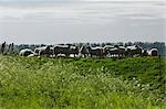 Herde von Schafen, Schuddebeurs, Zeeland, Niederlande