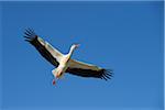 White Stork, Hesse, Germany