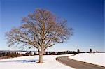 Oak Tree by Road in Winter, Black Forest, Baden-Wurttemberg, Germany