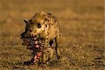 Hyena with Prey, Masai Mara, Kenya, Africa