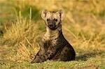 Hyène Cub, Masai Mara, Kenya, Afrique