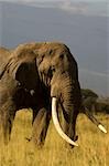 Bull éléphant africain, le Parc National d'Amboseli, Kenya, Afrique