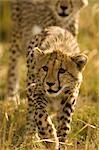 Young Cheetahs, Masai Mara, Kenya, Africa