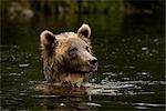 Jeune femelle grizzli recherchant le saumon, la rivière Glendale, Knight Inlet, en Colombie-Britannique, Canada