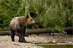 Young Male Grizzly Bear Walking Along Glendale River, Knight Inlet, British Columbia, Canada