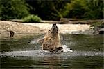 Male Grizzly Shaking the Water Out of His Ears, Glendale River, Knight Inlet, British Columbia, Canada