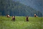 Grizzly Bears Feeding on Sedge, Glendale Estuary, Knight Inlet, British Columbia, Canada
