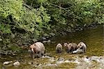 Mother Grizzly Bear and Cubs Fishing in Glendale River, Knight Inlet, British Columbia, Canada