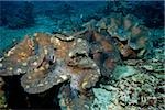 Cluster of Giant clams.