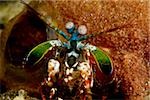 Close-up of Mantis Shrimp.