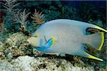 Blue angelfish on coral reef.