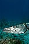 Close-up of Great barracuda.