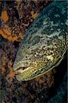 Goliath grouper