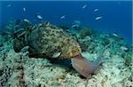 Goliath grouper and nurse shark.