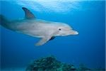 Profile of dolphin  underwater.