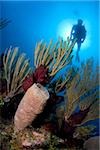 Bouquet of sponges underwater.