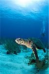 Hawksbill turtle.