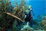 Diver takes picture of fish.