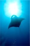 Silhouette of manta ray.
