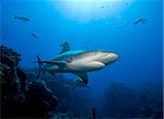 Caribbean reef shark.