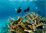 Taucher und Acropora palmata.