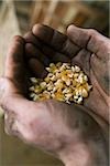 Person holding corn