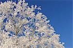 Gros plan du givre sur les Branches d'arbres