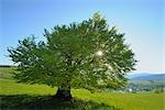 Plage solitaire arbre, forêt noire, Bade Wurtemberg, Allemagne