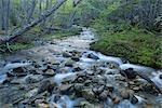 Ruisseau dans la forêt, le Parc National Tierra del Fuego, près d'Ushuaia, Argentine