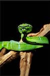 Serpent vert Pitviper