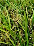 closeup of rice stalks