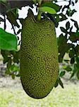 Jackfruit hanging from tree