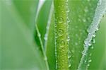 Gouttes d'eau sur les plantes