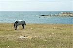 Horse grazing in field with sea in background