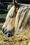 Cheval manger hay, gros plan