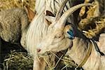 Goat eating hay with other farm animals, close-up