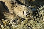 Sheep eating hay