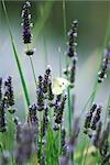 Butterfly on lavender flowers