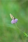 Papillon sur fleur scabiosa