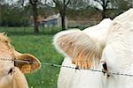 Cattle with ear tags behind barbed wire, close-up