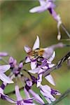 Bee gathering pollen on purple flowers