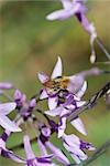 Biene Blütenstaub über lila Blumen sammeln