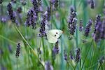 Papillon sur les fleurs de lavande